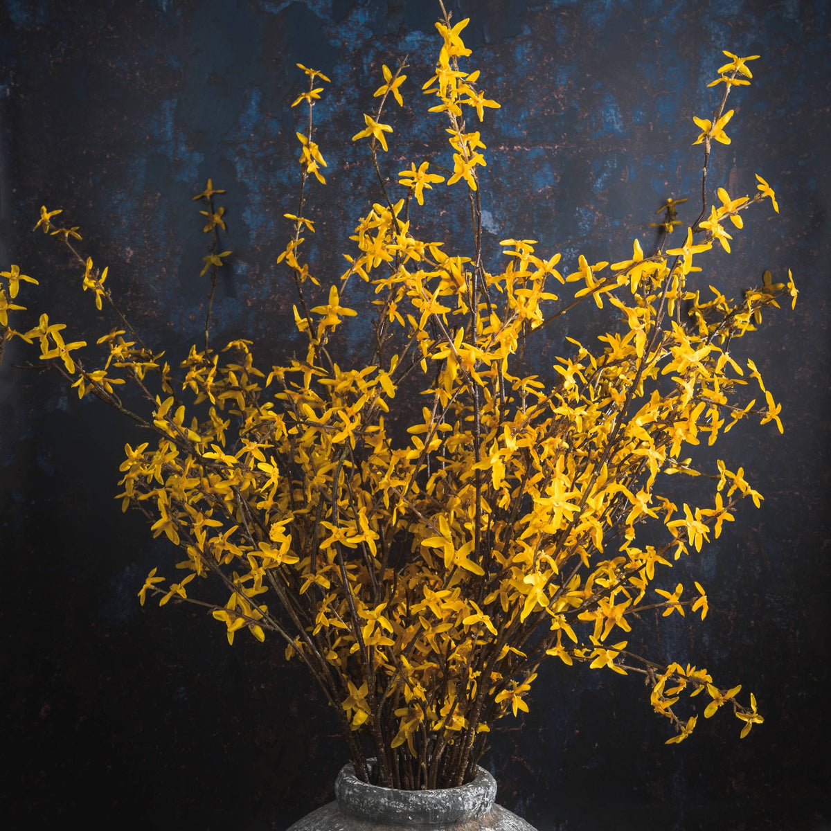 Forsythia