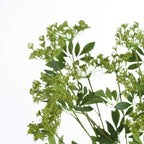 Hill Interiors Faux Cow Parsley Ammi