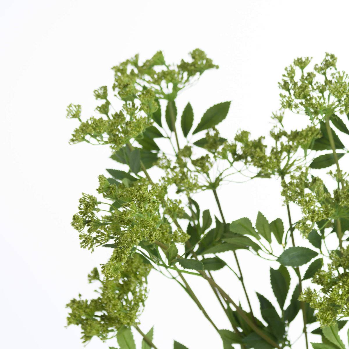 Hill Interiors Faux Cow Parsley Ammi