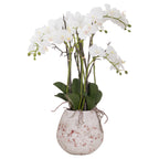 Hill Interiors Large Stone Potted Orchid with Roots