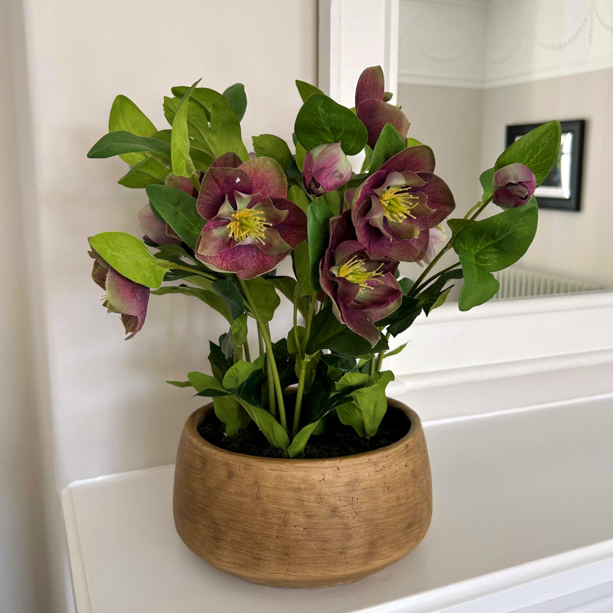 Hill Interiors Deep Plum Hellebore Plant in Taupe Pot