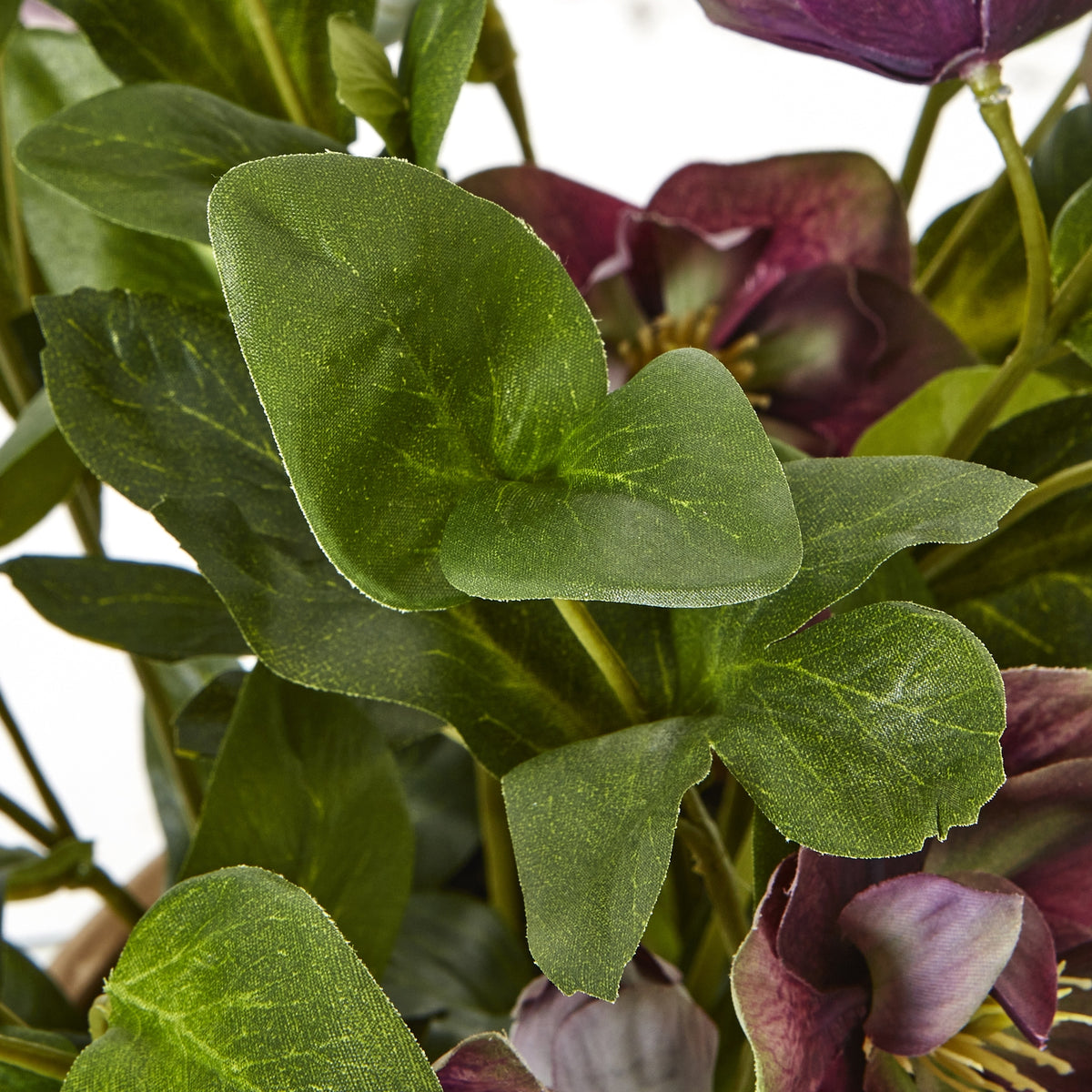 Hill Interiors Deep Plum Hellebore Plant in Taupe Pot
