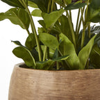 Hill Interiors Deep Plum Hellebore Plant in Taupe Pot