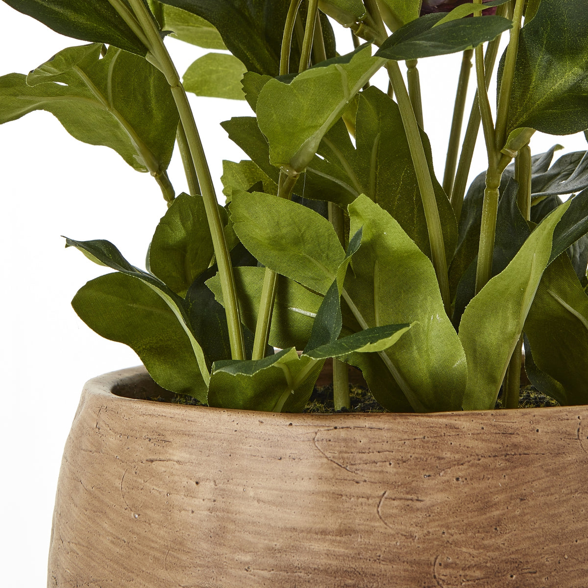 Hill Interiors Deep Plum Hellebore Plant in Taupe Pot