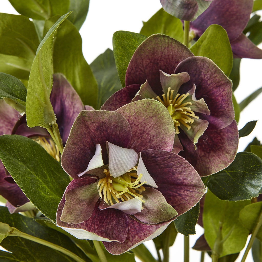 Hill Interiors Deep Plum Hellebore Plant in Taupe Pot