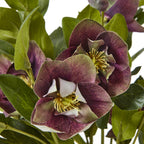 Hill Interiors Deep Plum Hellebore Plant in Taupe Pot